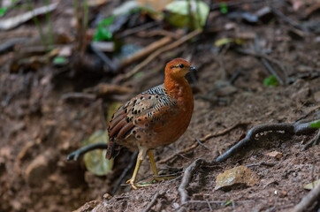 ferruginous partridge (Caloperdix oculeus) The body is orange. The wings are yellow. There are gray spots on the legs. There are two spikes on each side found in Kaeng Krachan forest.
