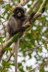 Dusky Langur, Spectacled Langur Southern langur The body color is gray, hands, feet black, face dark gray or gray black. The area around the eyes is white. similar to wearing glasses. Phetchaburi.