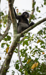 Dusky Langur, Spectacled Langur Southern langur The body color is gray, hands, feet black, face dark gray or gray black. The area around the eyes is white. similar to wearing glasses. Phetchaburi.