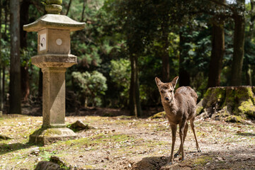 full length of wild sika deer and Japanese traditional toro stone lamps in the sun in the woods near kasuga Taisha in nara japan