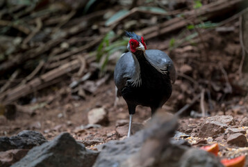 Siamese Fireback (Lophura diardi) The crest is similar to that of a paddle and is also blue. but from the nape to the back and wings are gray.