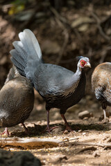 Siamese Fireback (Lophura diardi) The crest is similar to that of a paddle and is also blue. but from the nape to the back and wings are gray.