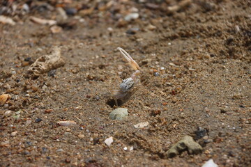Male fiddler crab waving its larger claw to attract mates