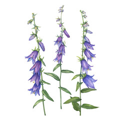 Set of  bright blue-violet campanula rapunculoides flower (rampion, rover bellflower, creeping bluebell, purple bell, garden harebell). Watercolor hand drawn painting illustration isolated on white - obrazy, fototapety, plakaty