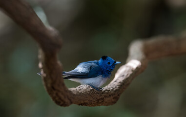 Obraz premium Dark blue wide mouth The occiput has a short crest, set to be a ridge. The top is black, the head of the chest, upper body and tail are dark blue.