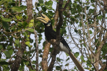 Hornbill bird perched on a tree