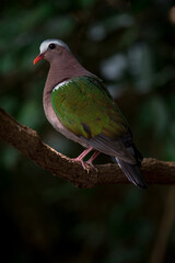 There is hair on the back, fresh green. Straight near the base of the tail, two white stripes across The characteristics of males and females are different. The male has a white forehead and eyebrows.