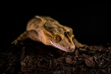 Correlophus ciliatus ciliated pagekon with black background