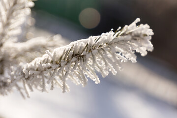 Close Up Snow Covered Winter Spruce Frost Branches. Christmas Tree Background.