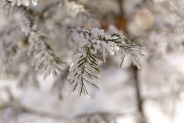 Close Up Snow Covered Winter Spruce Frost Branches. Christmas Tree Background.