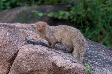 Indian grey mongoose or Urva edwardsii observed in Hampi, India