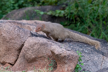 Indian grey mongoose or Urva edwardsii observed in Hampi, India