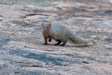 Naklejka na ściany i meble Indian grey mongoose or Urva edwardsii observed in Hampi, India