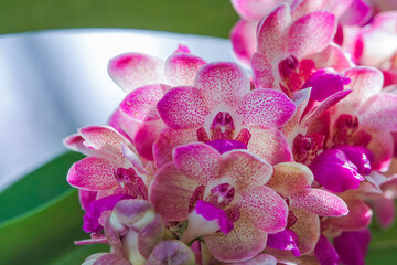 Colorful orchids blooming in the garden