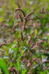 Fototapeta premium Persicaria longiseta is a species of flowering plant in the knotweed family known by the common names Oriental lady's thumb, bristly lady's thumb, Asiatic smartweed, long-bristled smartweed
