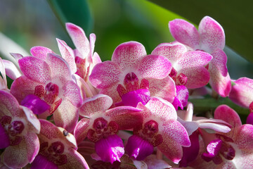 Colorful orchids blooming in the garden