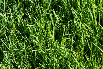 Obraz premium texture green grass on the lawn. Beautiful green background in high quality