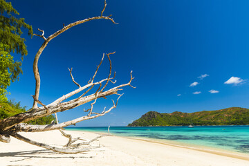 Anse Boudin beach in the Seychelles and dry branches