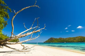 Rolgordijnen Anse Boudin beach in the Seychelles and dry branches © Fyle