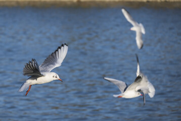 Fototapeta na wymiar Seagulls in flight. White birds above the water.