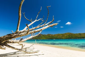 Badkamer foto achterwand Anse Boudin beach in the Seychelles and dry branches © Fyle