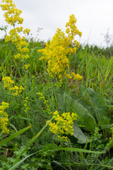 Galium verum is a perennial herbaceous plant from the genus of the nightshade family. Medicinal plant