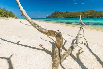 Schilderijen op glas Anse Boudin beach in the Seychelles and dry branches © Fyle