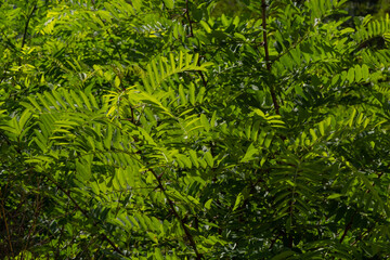 Naklejka na ściany i meble Acacia. Green leaf plant close-up. Natural background. Green background