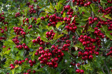 Hawthorn with red fruit, Crataegus monogyna, . Natural beautiful background