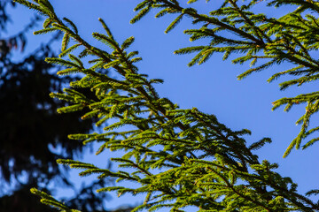 Branches with cones European spruce Picea abies on a background of blue sky