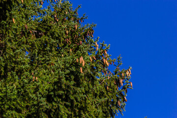 Branches with cones European spruce Picea abies on a background of blue sky