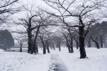 Fototapeta na wymiar Leafless trees and white snow in the park during snowfall