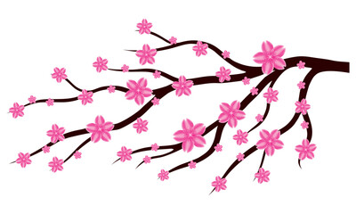 Sakura or cherry blossom flower branch on white background. Design ornament for printing on cards, invitations