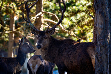 Parc Animalier, Les Angles, Capcir, Pyrenees Orientales, France