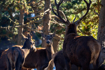 Parc Animalier, Les Angles, Capcir, Pyrenees Orientales, France