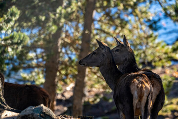 Parc Animalier, Les Angles, Capcir, Pyrenees Orientales, France