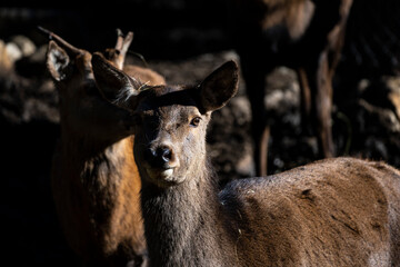 Parc Animalier, Les Angles, Capcir, Pyrenees Orientales, France
