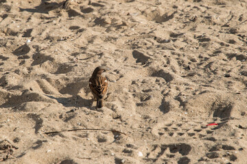 Sparrow perched on beach sand closeup in sunny day