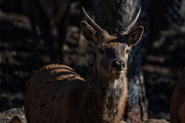 Parc Animalier, Les Angles, Capcir, Pyrenees Orientales, France