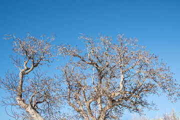 Branches of large walnut tree in winter on clear blue sky background