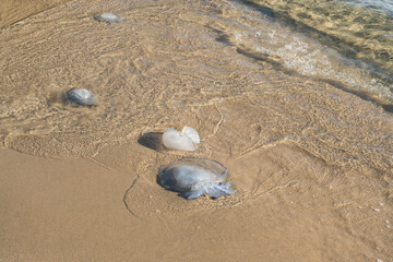 Jellyfish thrown from the sea waters on the beach sand