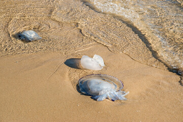 Jellyfish thrown from the sea waters on the beach sand