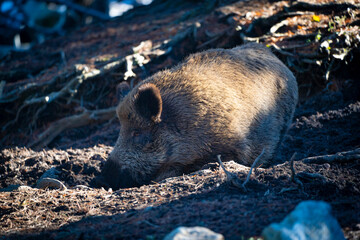 Wild boar, sanglier, Sus scrofa, porc senglar.