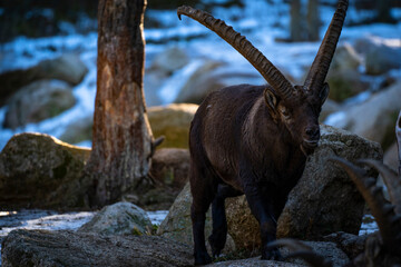 Parc Animalier, Les Angles, Capcir, Pyrenees Orientales, France