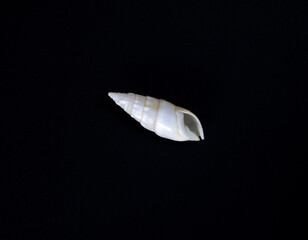small seashell shell on a black background isolated object. 