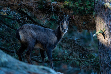Pyrenean chamois, Rupicapra pyrenaica - Isard, .