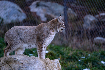 Parc Animalier, Les Angles, Capcir, Pyrenees Orientales, France
