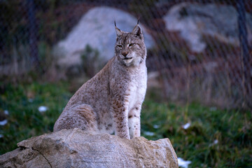 Parc Animalier, Les Angles, Capcir, Pyrenees Orientales, France