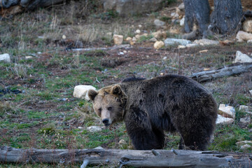 Eurasian Brown Bear, Ursus arctos arctos, os bru, Ours brun