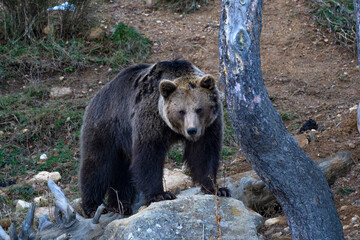 Eurasian Brown Bear, Ursus arctos arctos, os bru, Ours brun